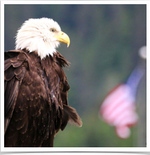 Bald Eagle - Flag